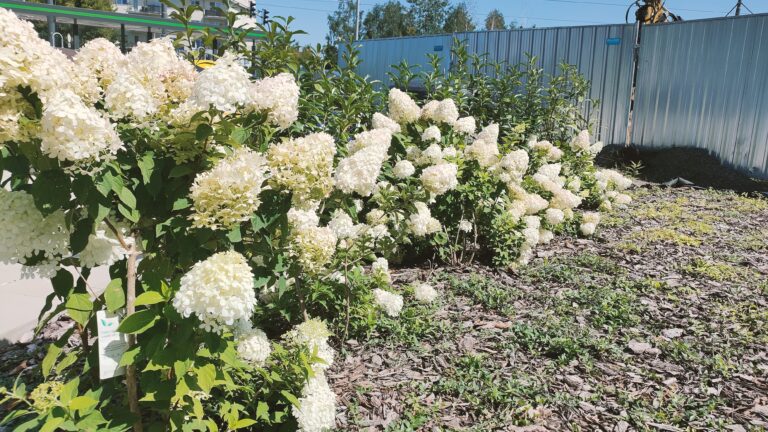 Projekt zieleni na nowym osiedlu